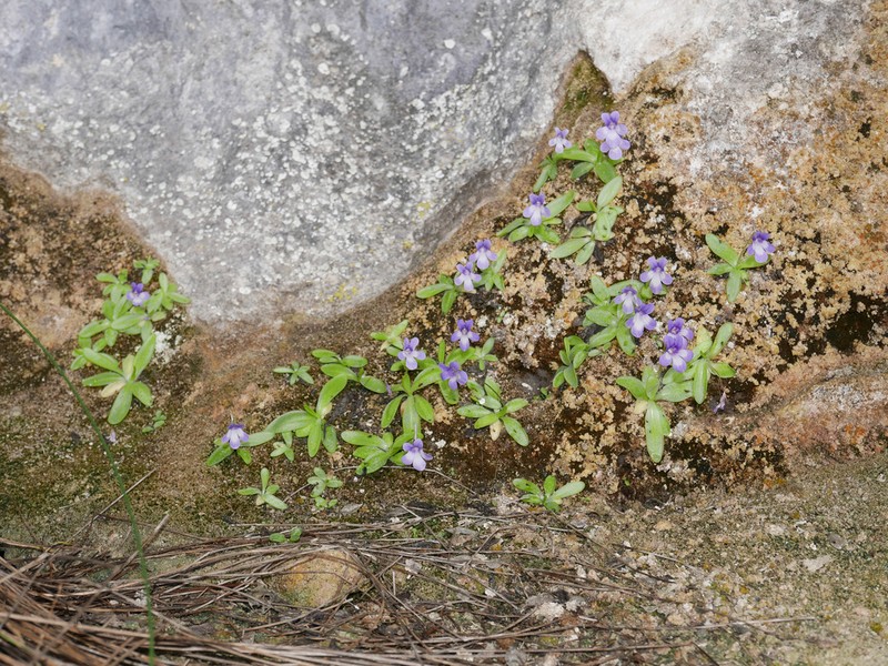 Pinguicula dertosensis photo 7