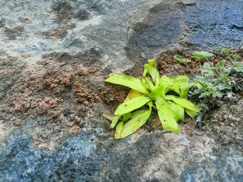 Pinguicula dertosensis photo 8