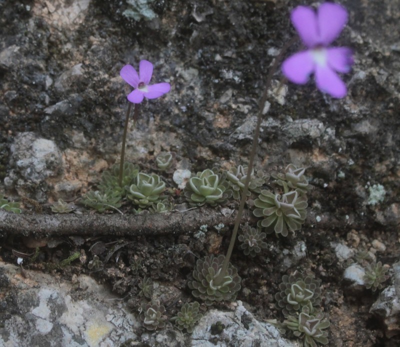 Pinguicula ehlersiae