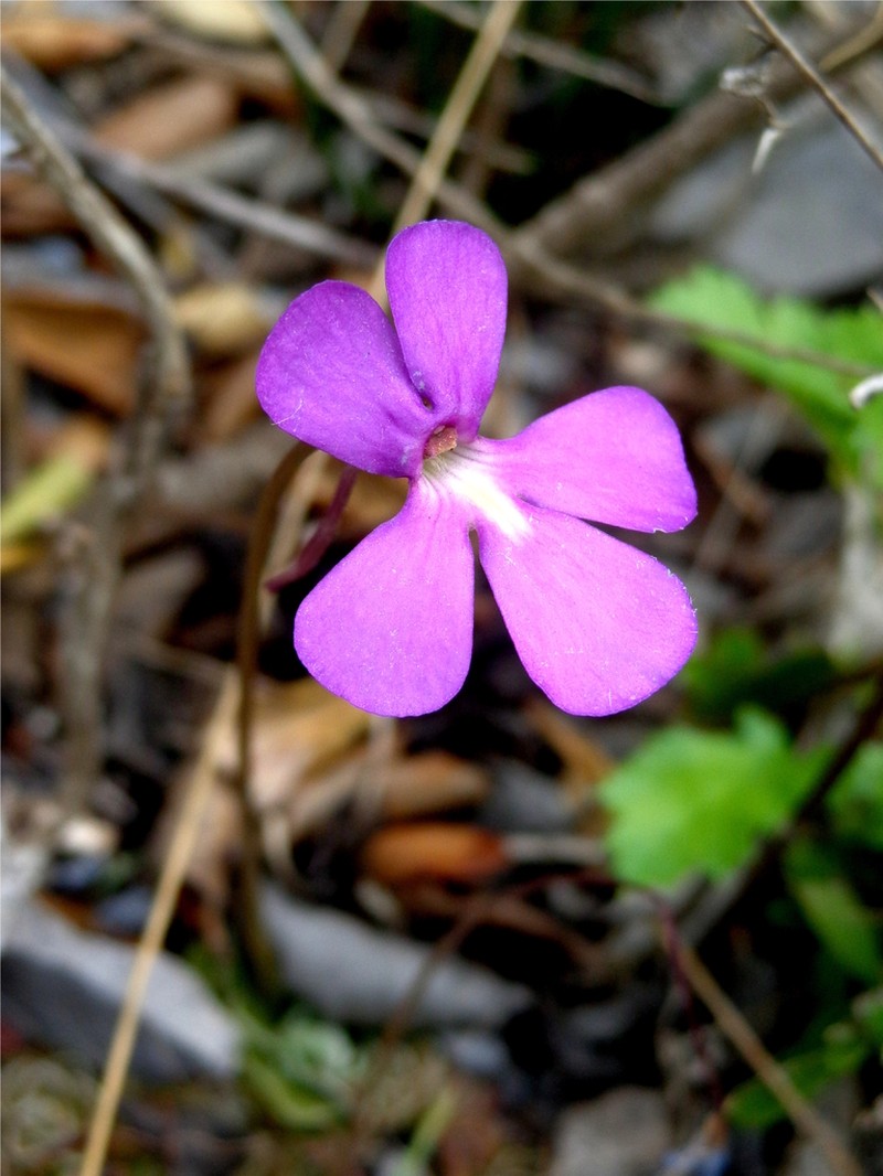 Pinguicula ehlersiae photo 2