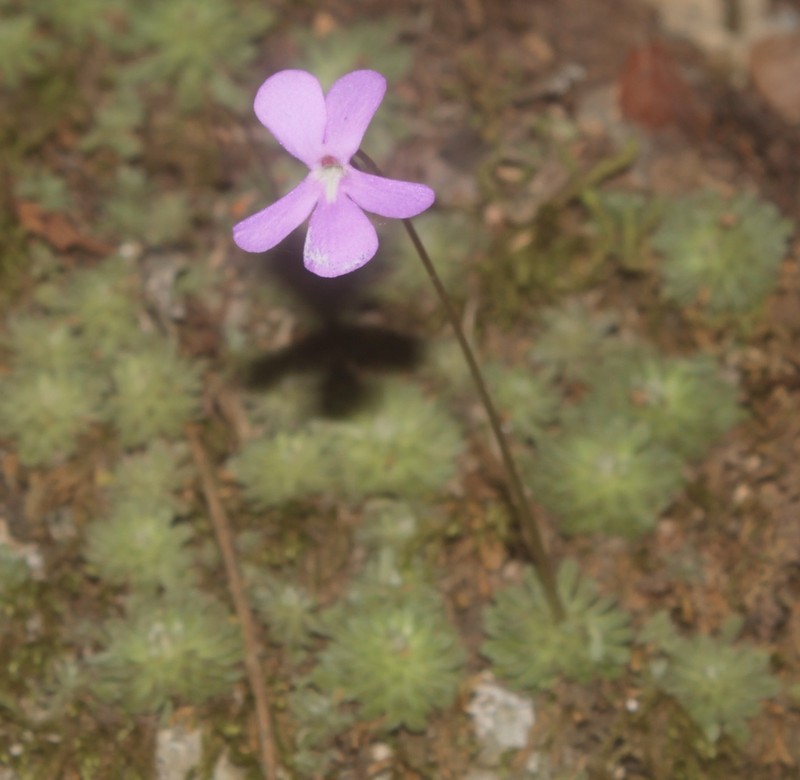 Pinguicula ehlersiae photo 3