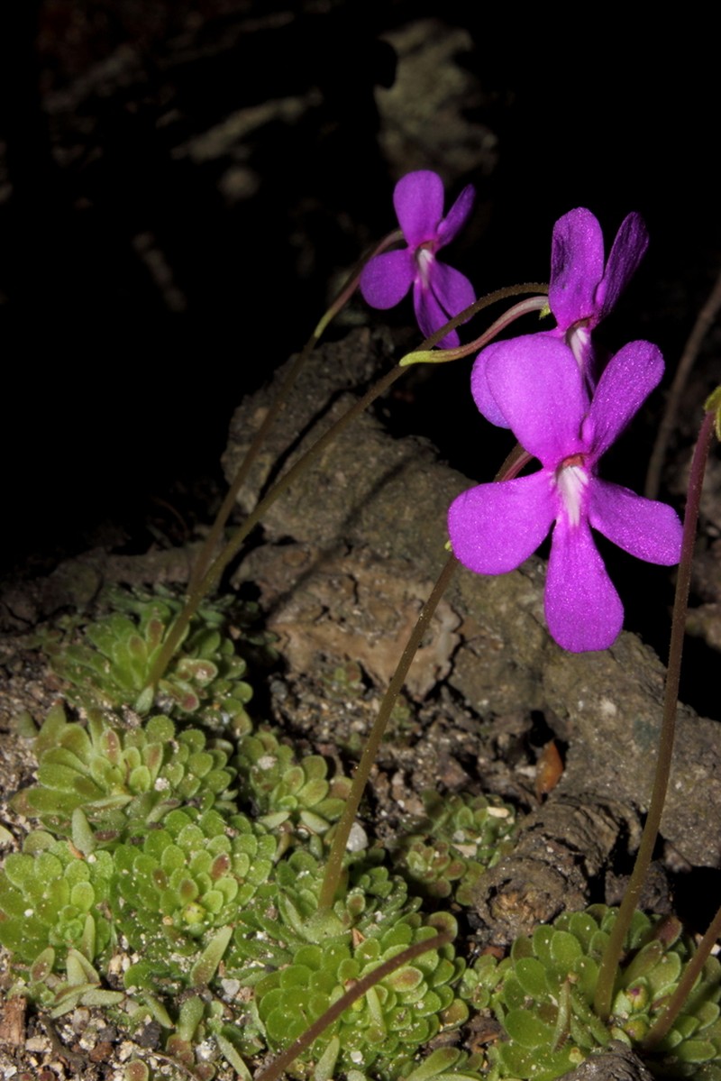 Pinguicula ehlersiae photo 4