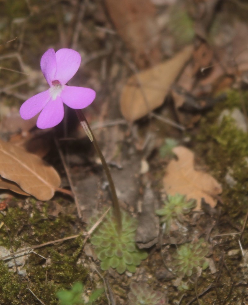 Pinguicula ehlersiae photo 5