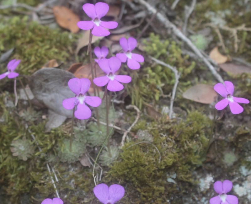 Pinguicula ehlersiae photo 6