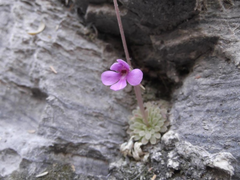 Pinguicula ehlersiae photo 8