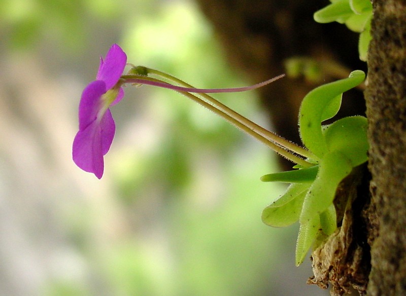 Pinguicula elizabethiae photo 2