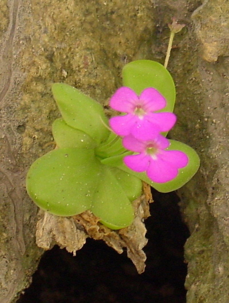 Pinguicula elizabethiae photo 3