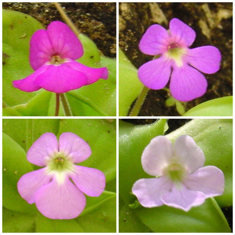 Pinguicula elizabethiae photo 4