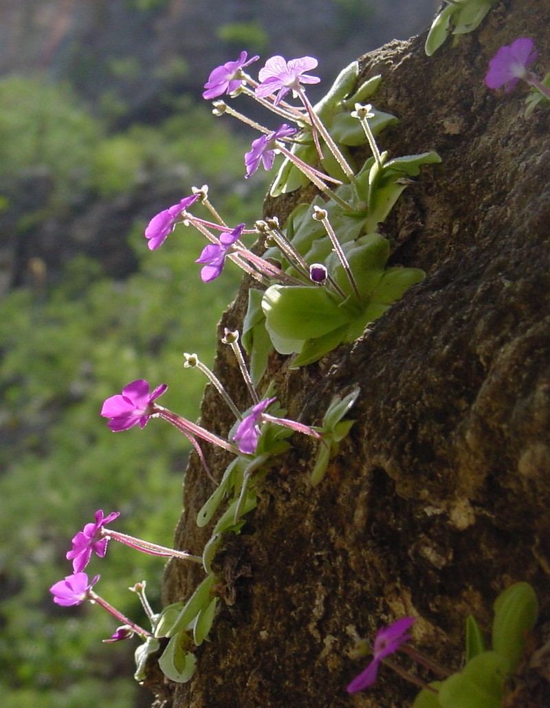 Pinguicula elizabethiae photo 5
