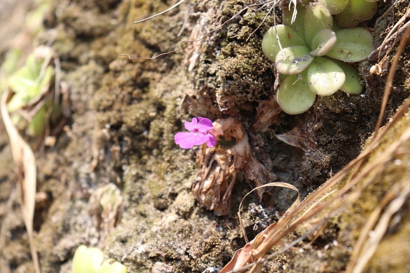 Pinguicula elizabethiae photo 6