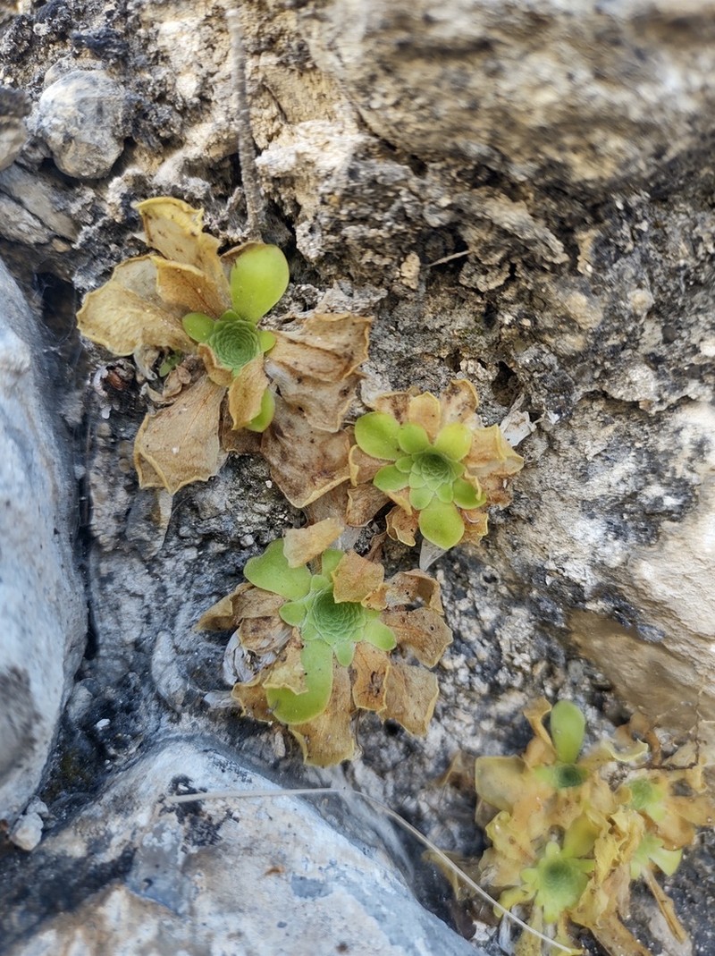 Pinguicula elizabethiae photo 7
