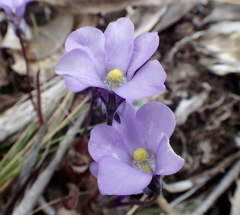 Pinguicula elongata