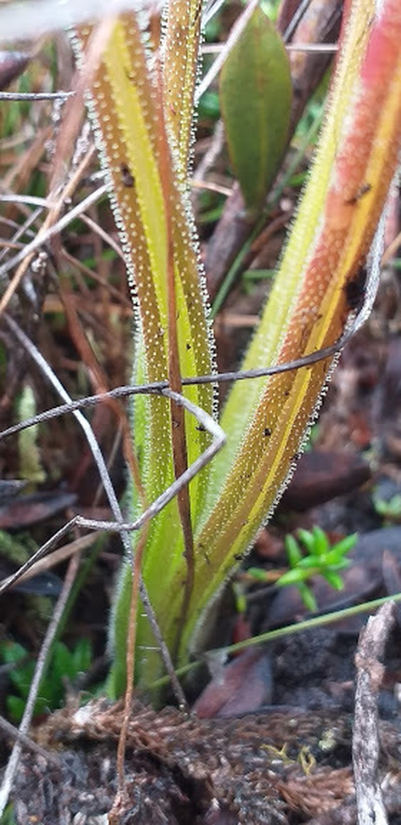 Pinguicula elongata photo 2