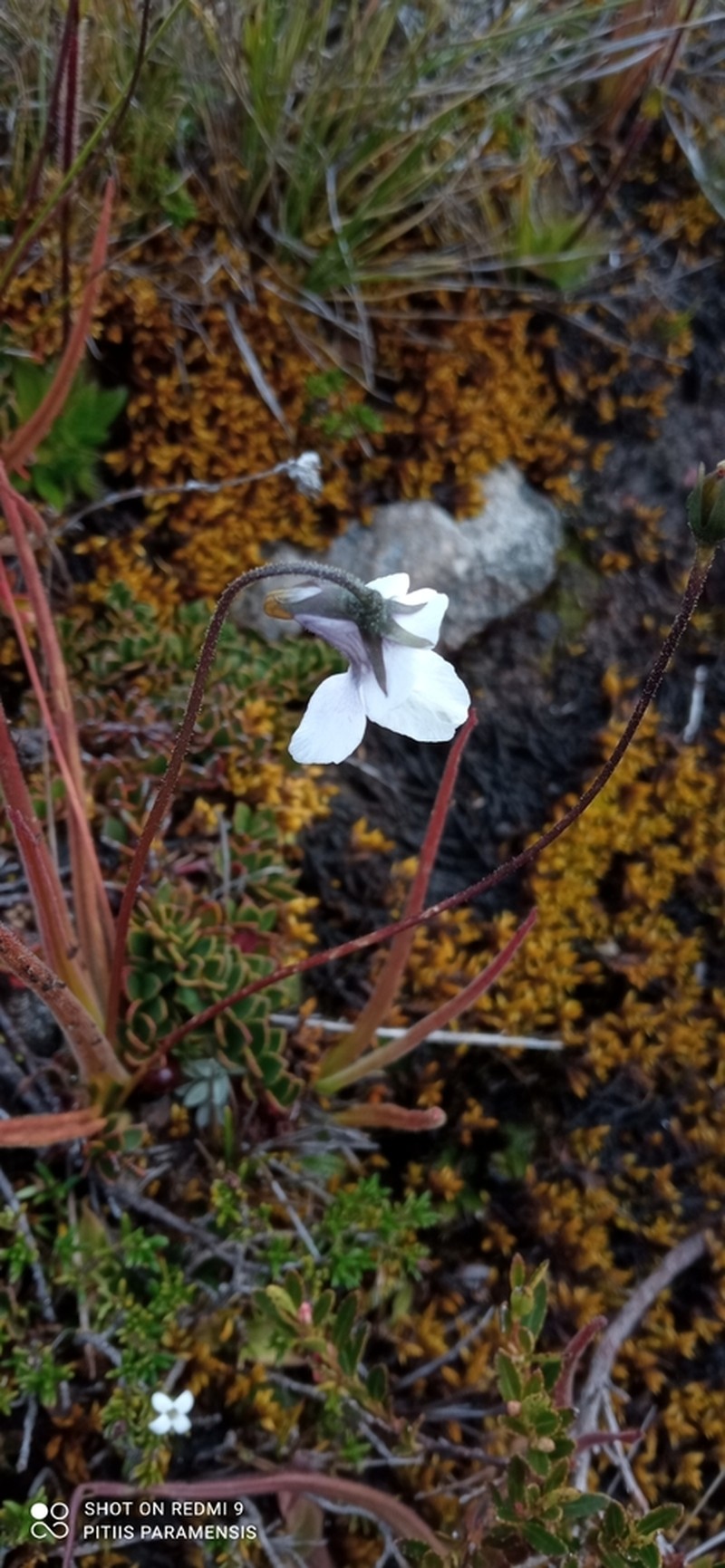 Pinguicula elongata photo 3