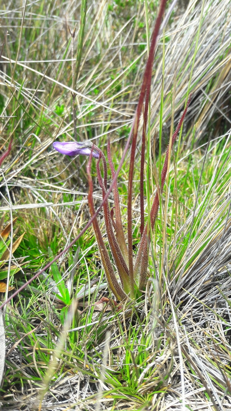 Pinguicula elongata photo 4