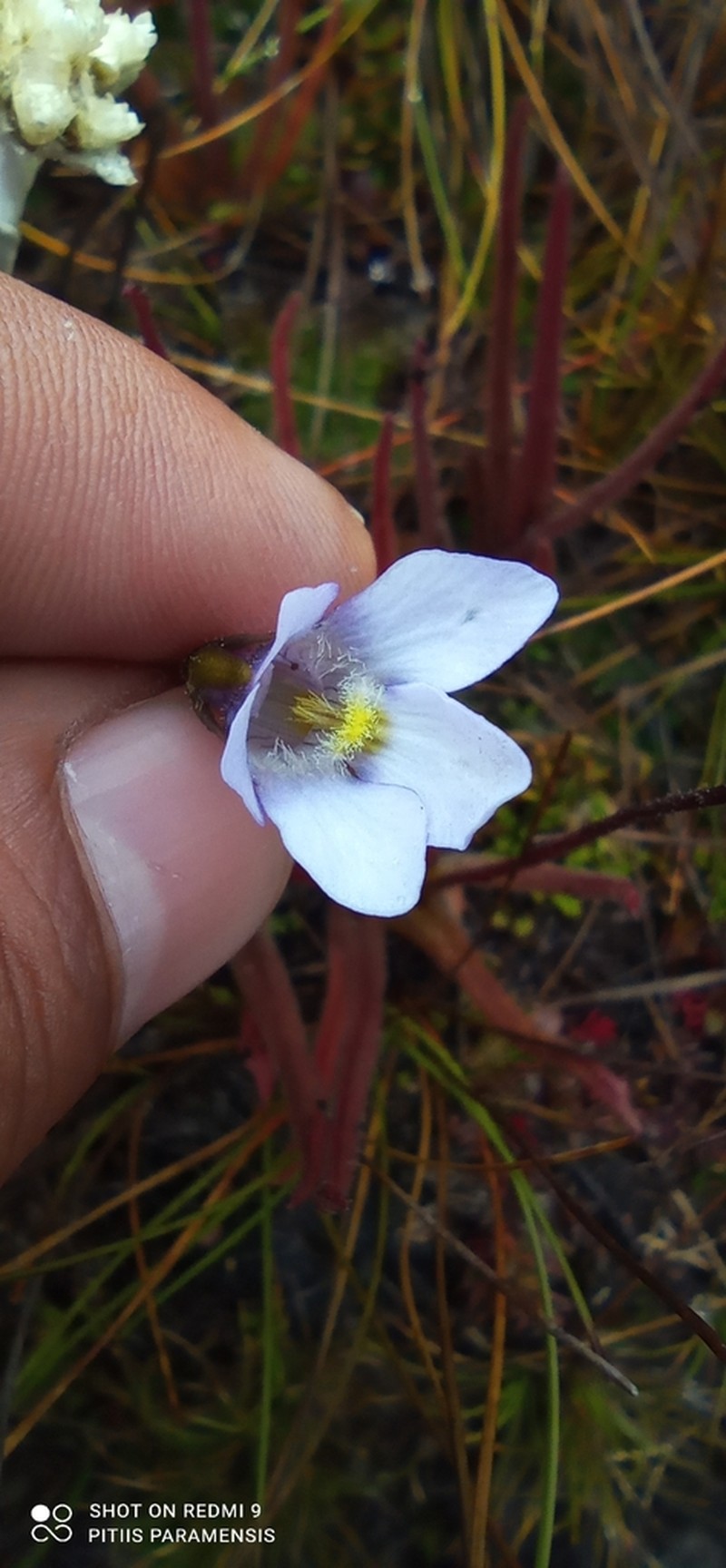 Pinguicula elongata photo 5