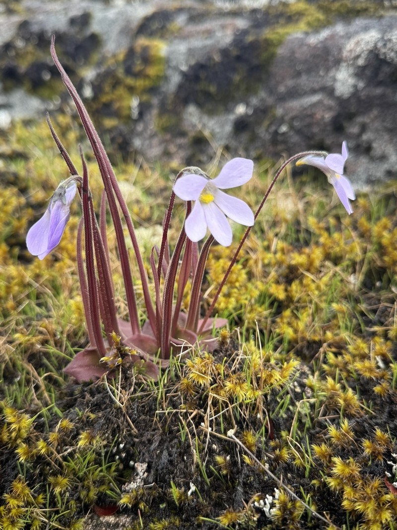 Pinguicula elongata photo 6