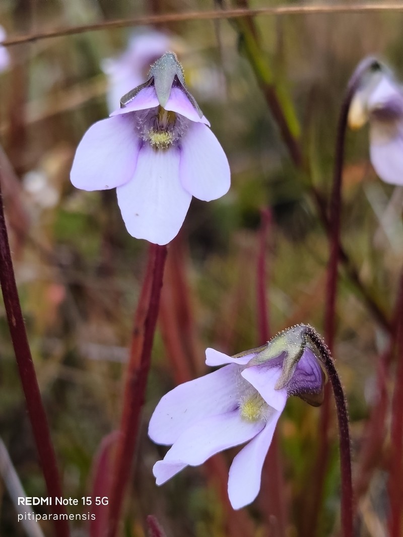 Pinguicula elongata photo 7