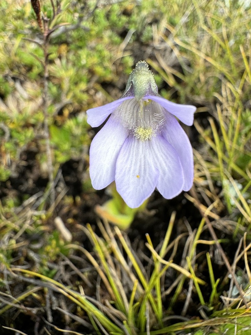 Pinguicula elongata photo 8