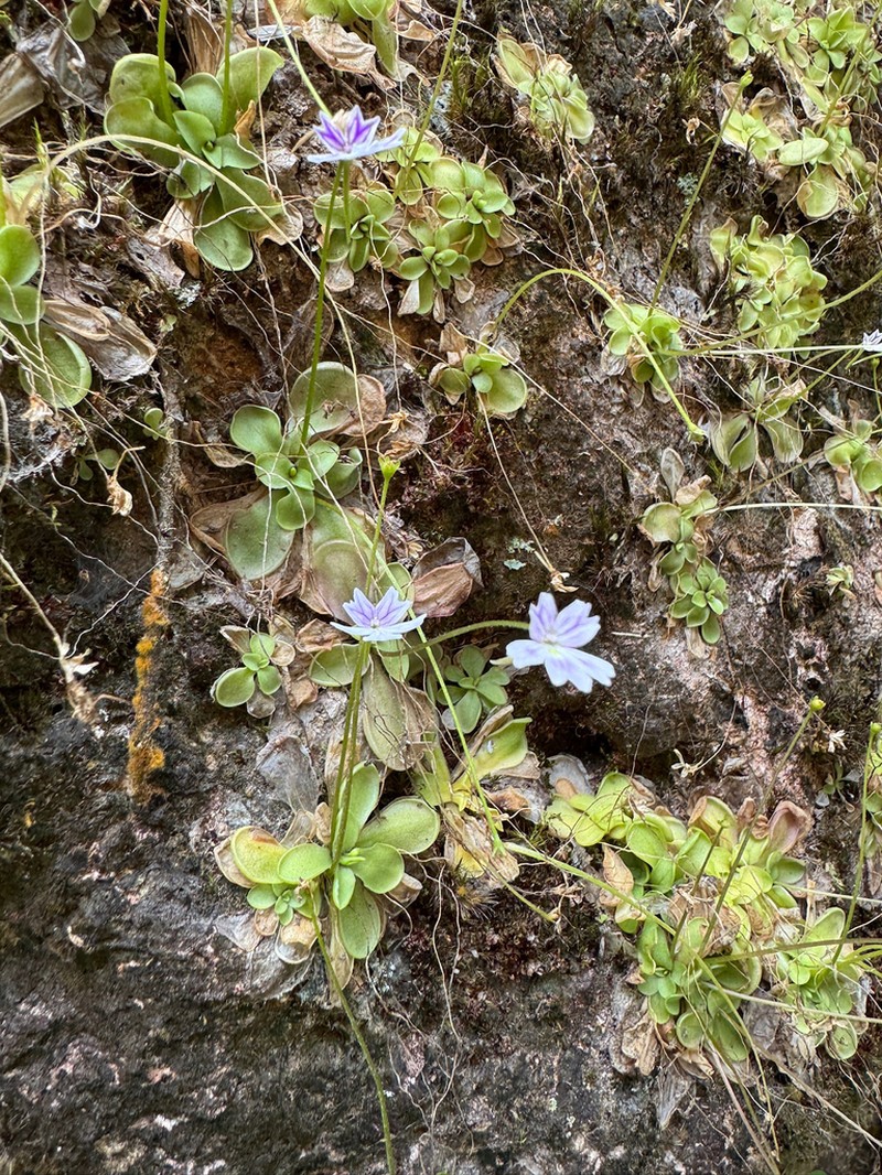 Pinguicula emarginata