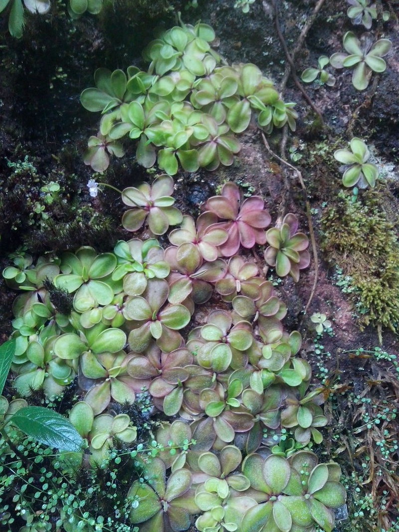 Pinguicula emarginata photo 2