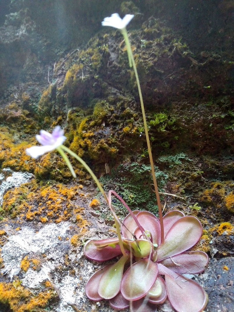 Pinguicula emarginata photo 3