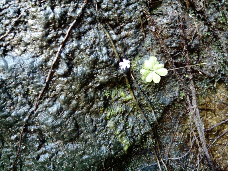 Pinguicula emarginata photo 4