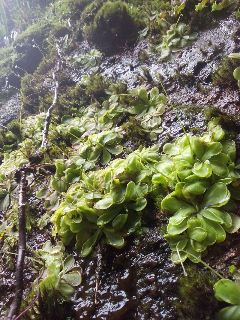 Pinguicula emarginata photo 5