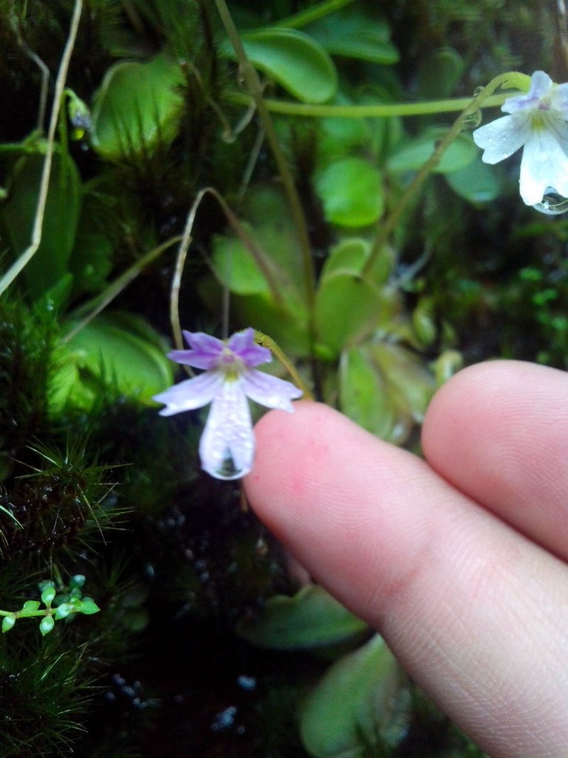 Pinguicula emarginata photo 6