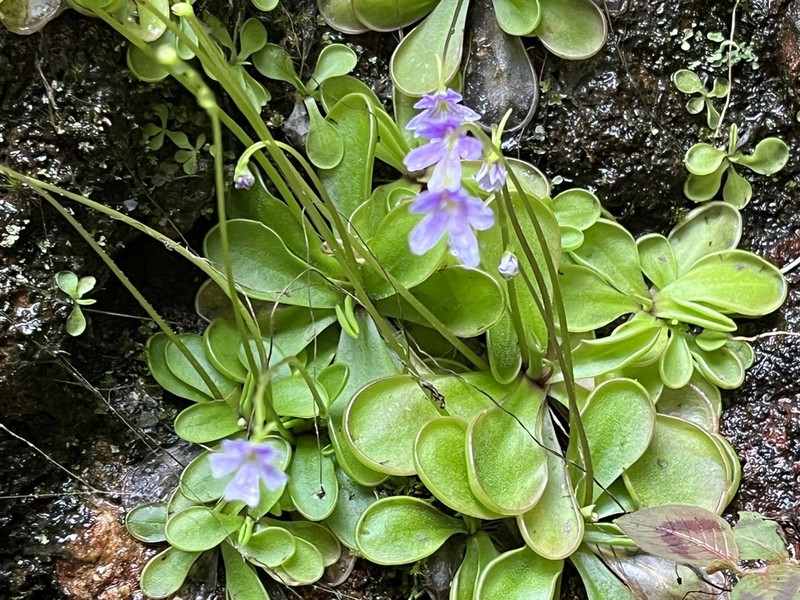 Pinguicula emarginata photo 7