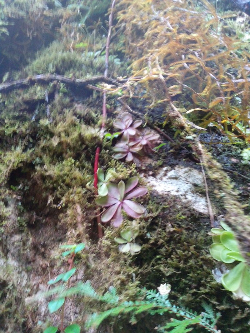 Pinguicula emarginata photo 8
