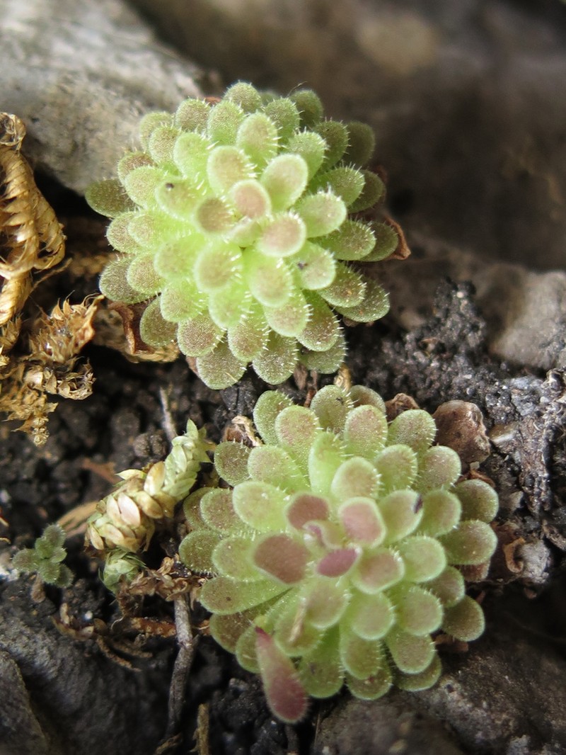 Pinguicula esseriana photo 2