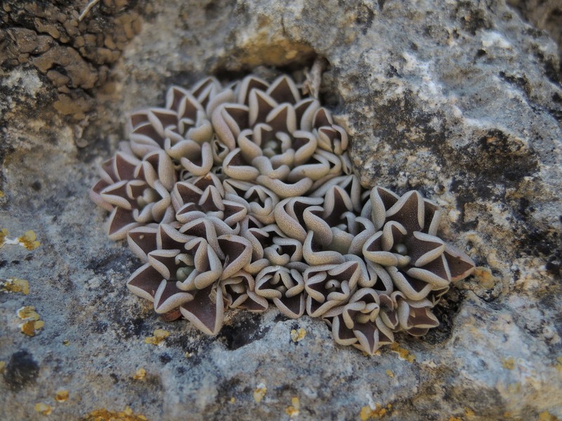 Pinguicula esseriana photo 3