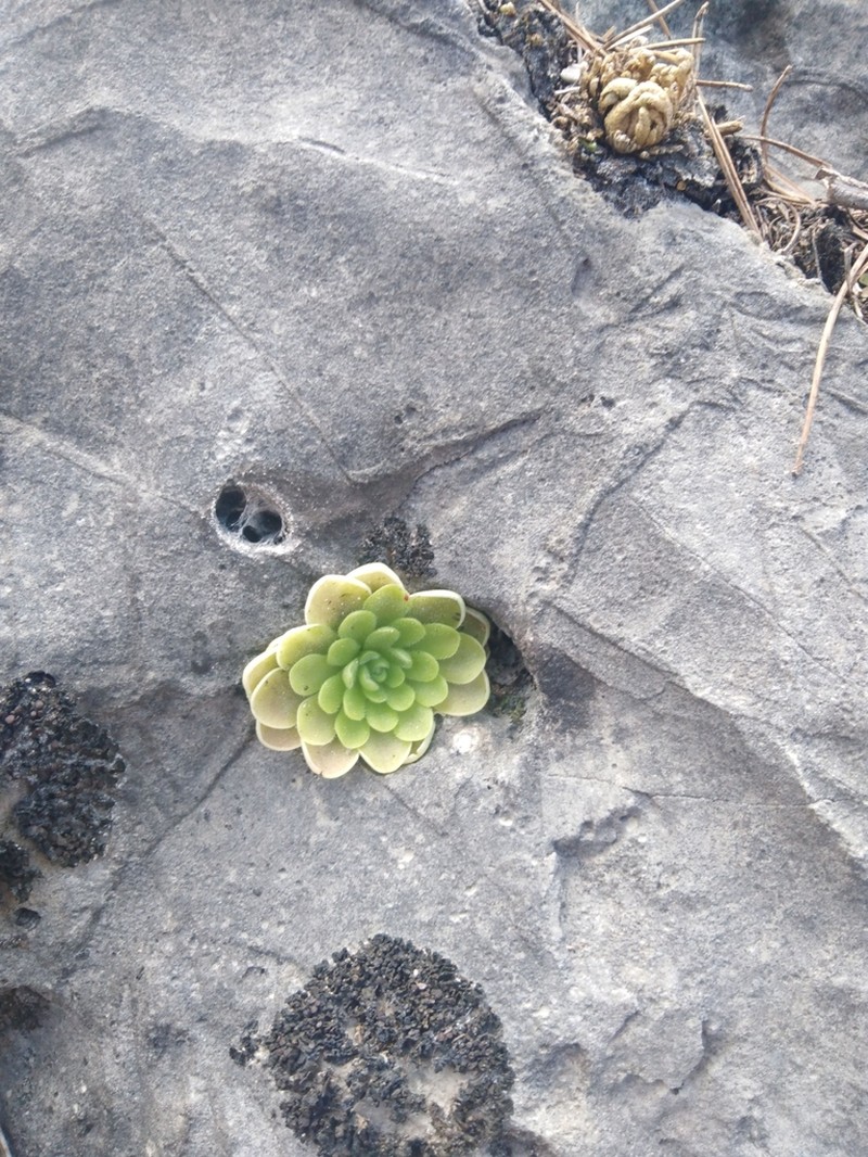 Pinguicula esseriana photo 4