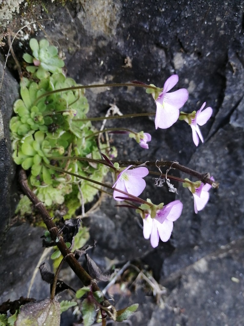 Pinguicula esseriana photo 6