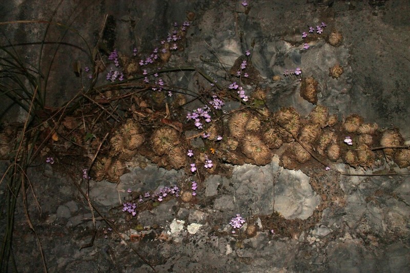 Pinguicula esseriana photo 7