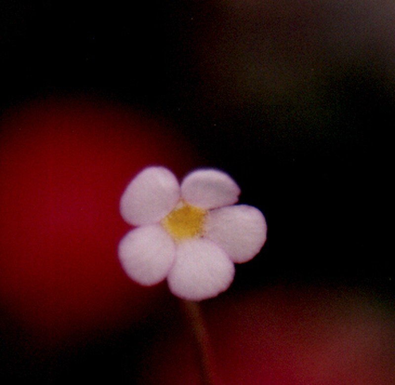 Pinguicula filifolia