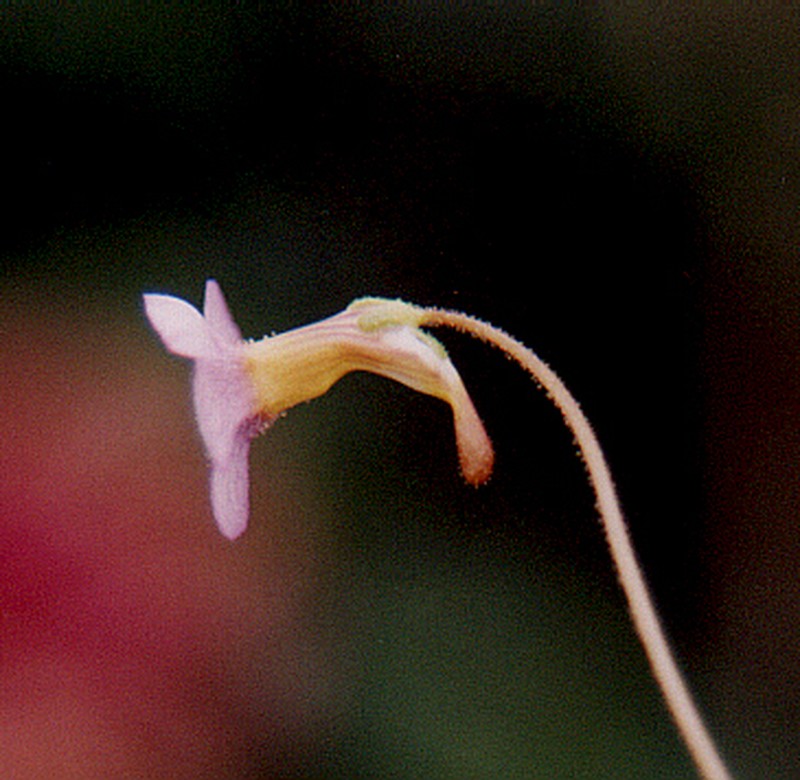 Pinguicula filifolia photo 2