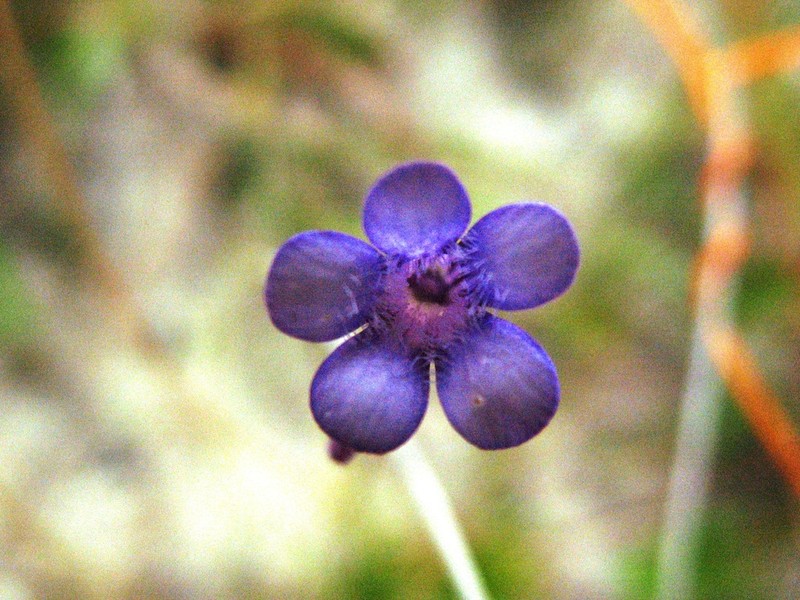 Pinguicula filifolia photo 3