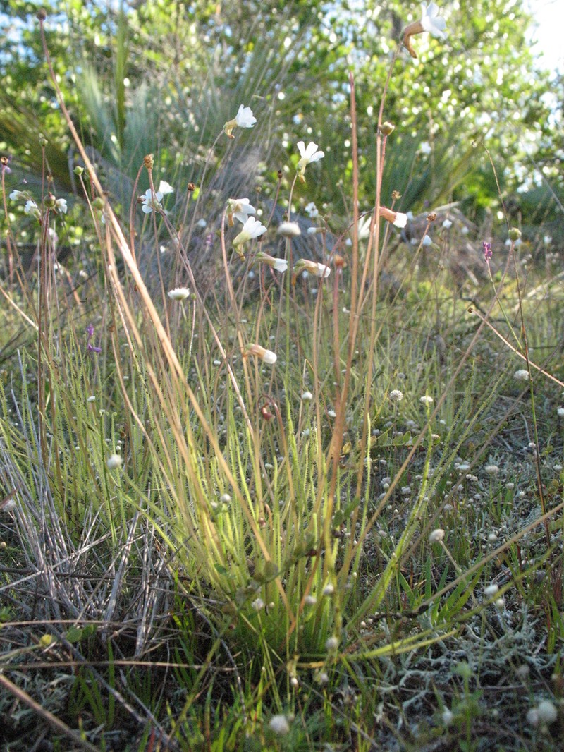 Pinguicula filifolia photo 4