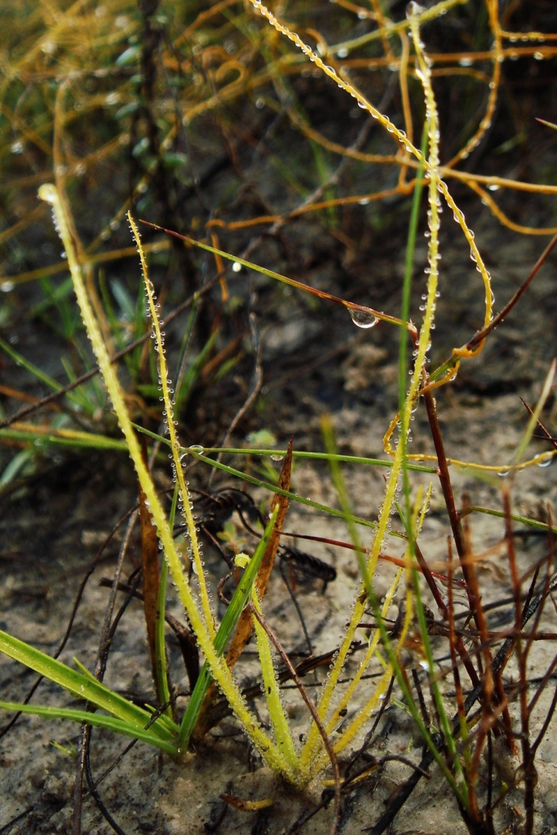 Pinguicula filifolia photo 5