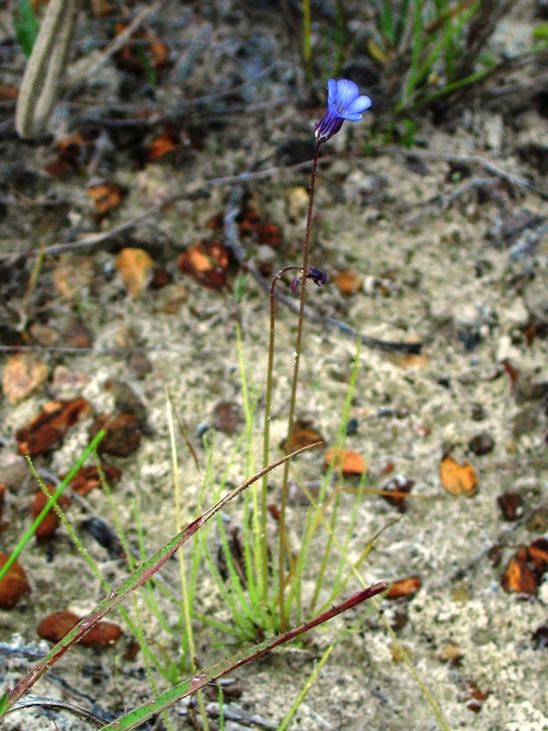 Pinguicula filifolia photo 6