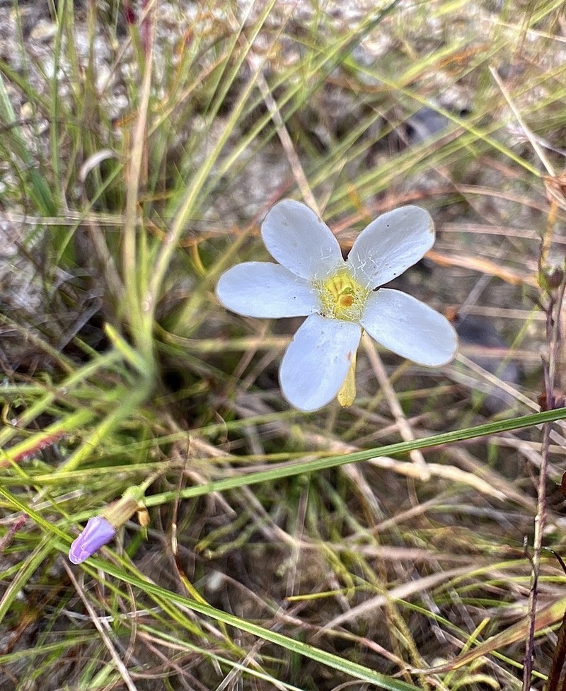 Pinguicula filifolia photo 7