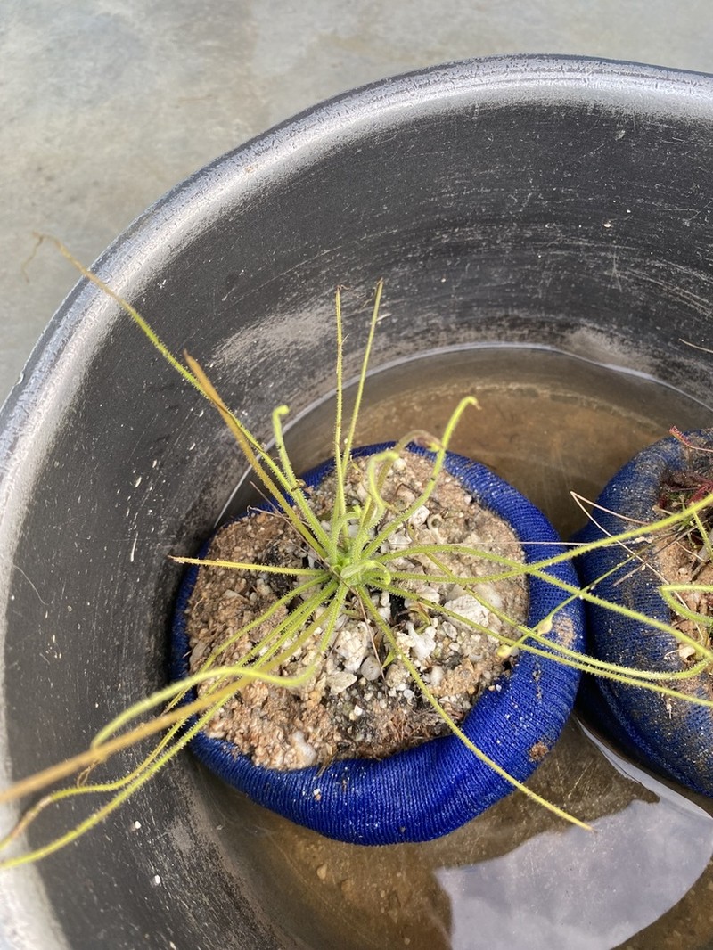Pinguicula filifolia photo 8