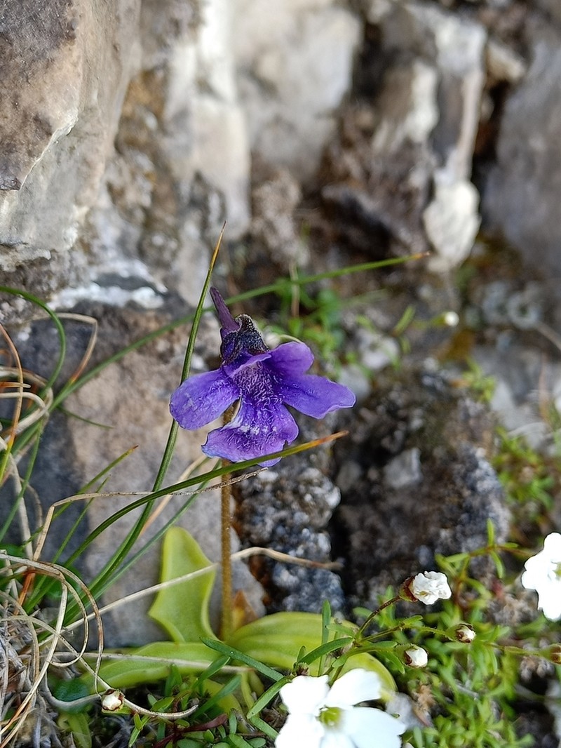 Pinguicula fiorii