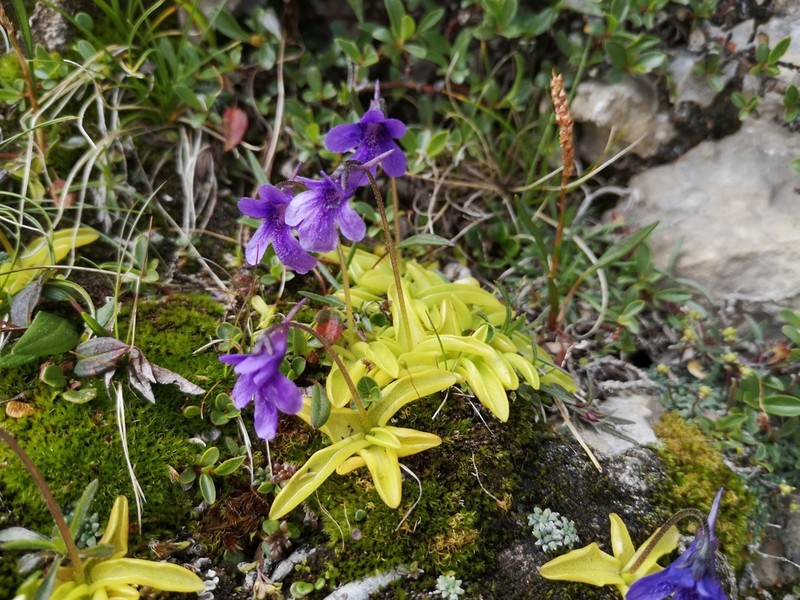 Pinguicula fiorii photo 2