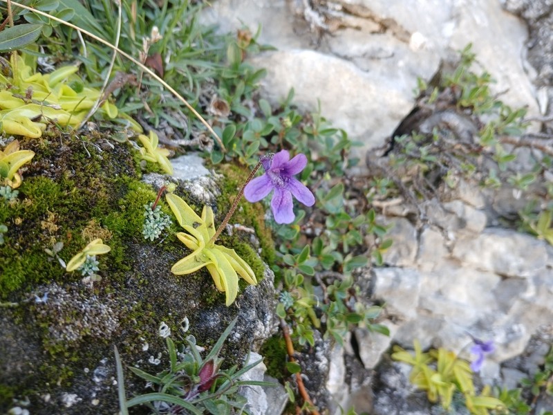 Pinguicula fiorii photo 3