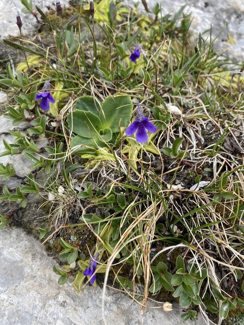 Pinguicula fiorii photo 4