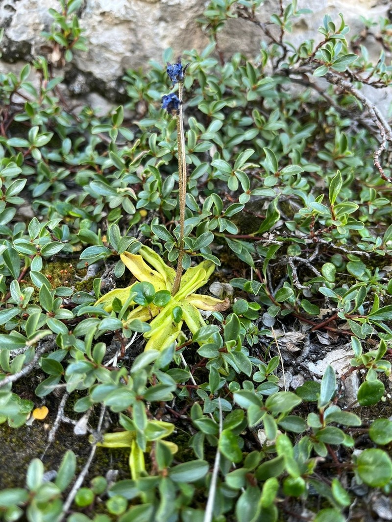 Pinguicula fiorii photo 6
