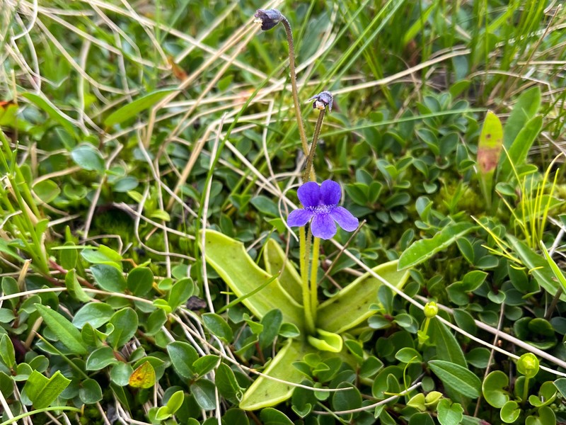 Pinguicula fiorii photo 7